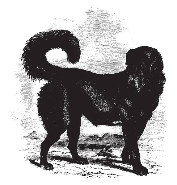 Thibet Masiff Large Tibetan Dog Breed Vintage Line Drawing Engraving — Stock Vector