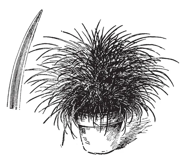 Questa Immagine Carex Morrowii Anche Conosciuto Come Carice Giapponese Foglie — Vettoriale Stock