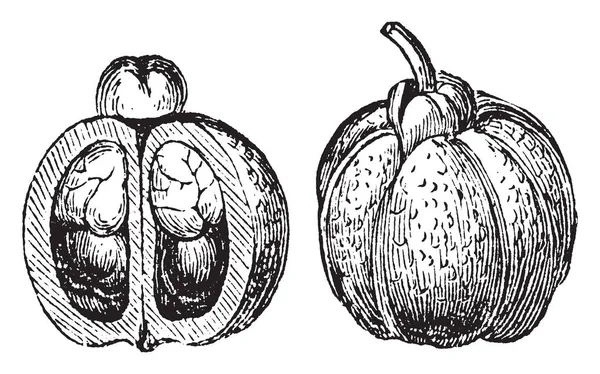 Este Fruto Del Árbol Hoja Perenne Ackee Forma Pera Dibujo — Archivo Imágenes Vectoriales