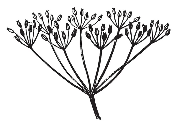 絵や花 ヴィンテージの線描画や彫刻イラストの複合散形花序配列を示す図 — ストックベクタ