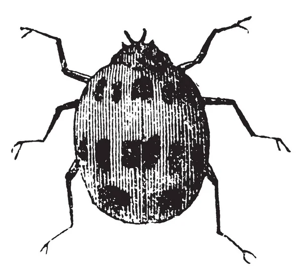 Uğur Böceği Bakmak Beğenmek Küçük Renkli Benekli Kaplumbağa Vintage Çizgi — Stok Vektör