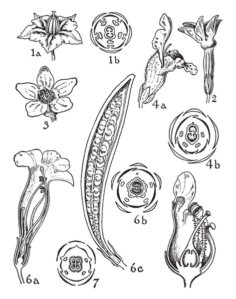 Obrázek Ukazuje Příkazy Solanaceae Scrophylariaceae Trubačovité Sezamovité Solanum Nicotiana Divizna — Stockový vektor