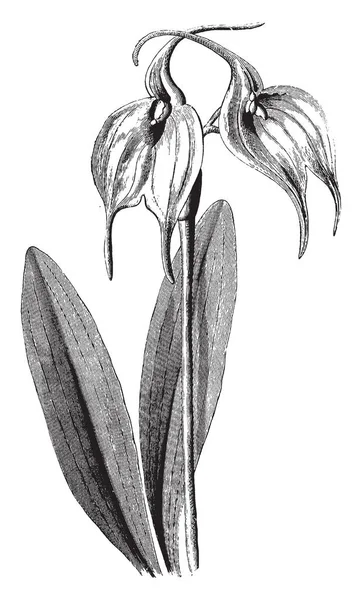 Masdevallia Tovarensis 的叶子和花朵的插图 叶子的颜色是深绿色和几乎六英寸和花朵生长在一对 复古线条画或雕刻插图 — 图库矢量图片