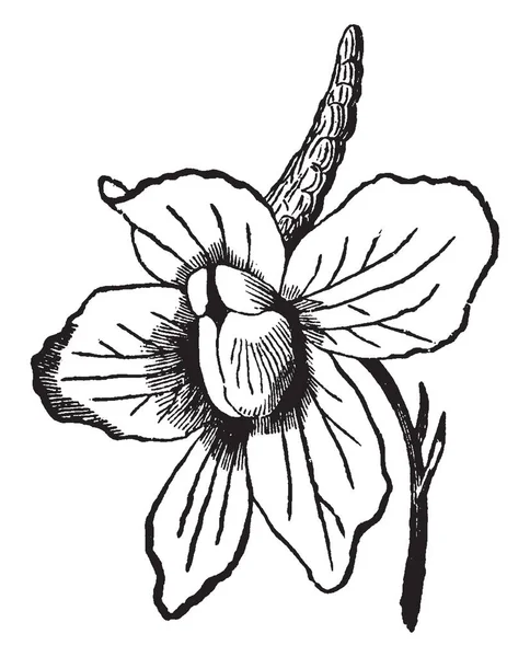 Показательный Цветок Имеет Пять Лепестков Стебель Опоры Один Цветок — стоковый вектор