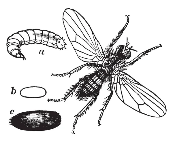 Mosca Del Nabo Una Plaga Cultivos Dibujo Línea Vintage Ilustración — Vector de stock