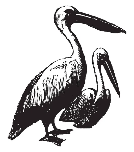 Пелікан Птах Води Перетинчасті Ноги Довгий Законопроект Мішок Під Поверхнею — стоковий вектор