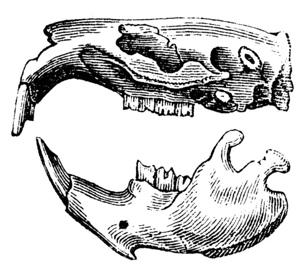 Голова Грызуна Старинная Гравированная Иллюстрация Естественная История Животных 1880 — стоковый вектор