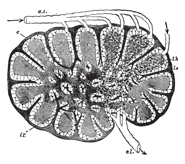 这个插图代表了淋巴腺的图解部分 复古线条画或雕刻插图 — 图库矢量图片