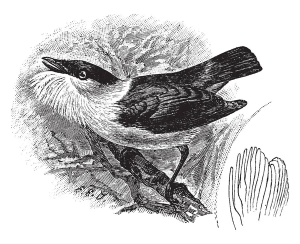 Белая Бородатая Манакин Является Небольшой Воробьиная Птица Которая Размножается Тропической — стоковый вектор