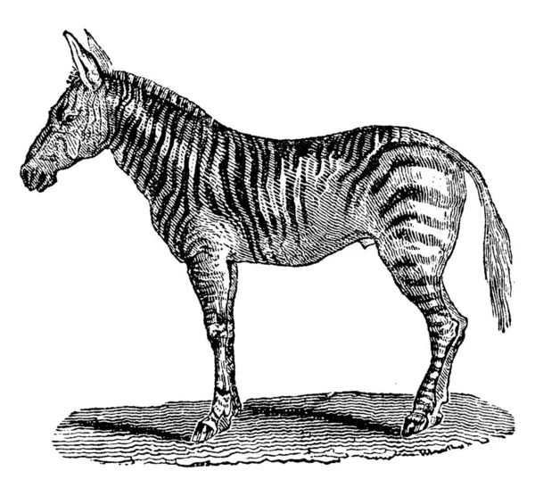 Burchells Zebra Vintage Ingraverad Illustration Naturhistoria Djur 1880 — Stock vektor