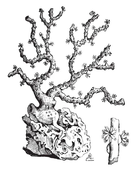 Rama Coral Ilustración Grabada Vintage Enciclopedia Industrial Lami 1875 — Archivo Imágenes Vectoriales