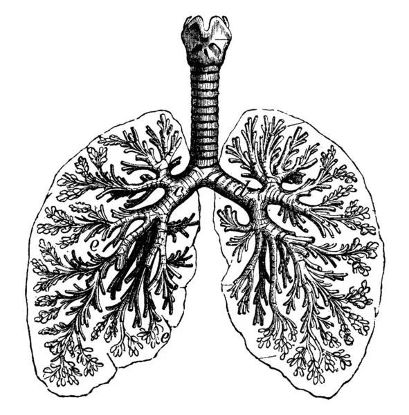 Diagramas Dos Pulmones Humanos Ilustración Grabada Vintage Vie Dans Nature — Archivo Imágenes Vectoriales