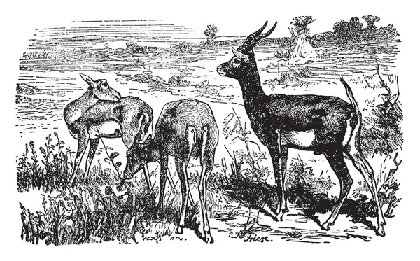 Long Horned Antelopes Dataran Afrika Gambar Garis Vintage Atau Ilustrasi - Stok Vektor