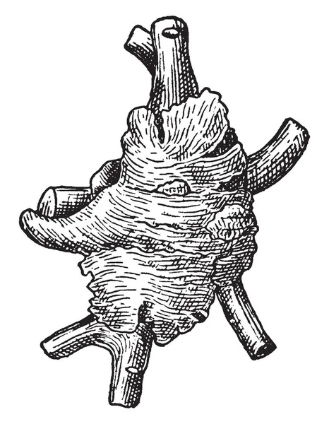 Una Especie Planta Fanerógama Perteneciente Familia Caprifoliaceae Crece Hasta Más — Vector de stock