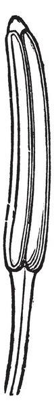 Универсальный Антер Вечернего Растения Primrose Рисунок Винтажной Линии Гравировка Иллюстрации — стоковый вектор