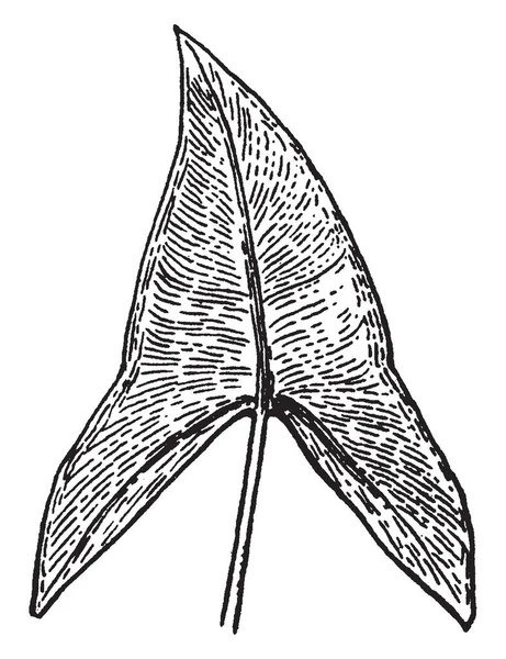 叶从上面的边缘锐利 被常见的名字叫绿色箭头 这是一种新出现的多年生草本植物 生长在一个大的根状茎 并产生许多大叶子 复古线画或雕刻插图 — 图库矢量图片