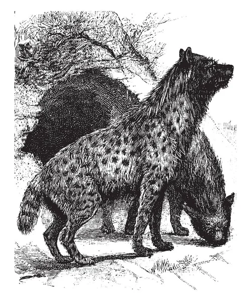 ハイエナは家族 Hyaenidae ビンテージの線描画や彫刻イラストの Feliform シュードジーン哺乳類です — ストックベクタ