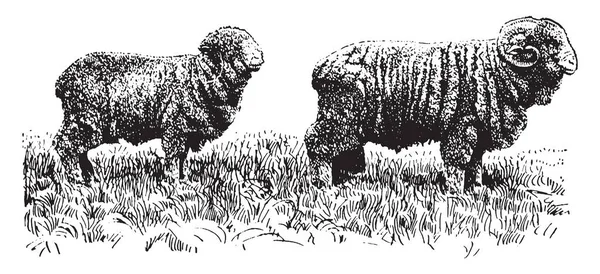 アメリカのメリノ羊は北アメリカ ヴィンテージの線描画や彫刻イラストで優勢なメリノ羊の種類 — ストックベクタ
