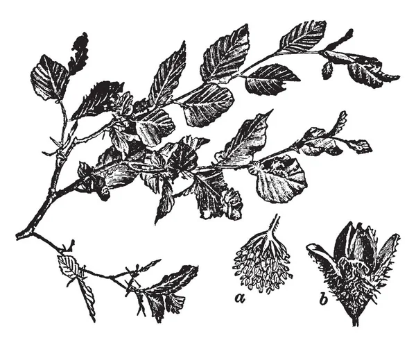 Branche Hêtre Commun Fleur Fruit Hêtre Nom Commun Des Arbres — Image vectorielle