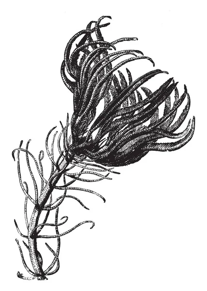 Les Lis Mer Sont Fleuris Avec Des Bras Ramifiés Entourant — Image vectorielle