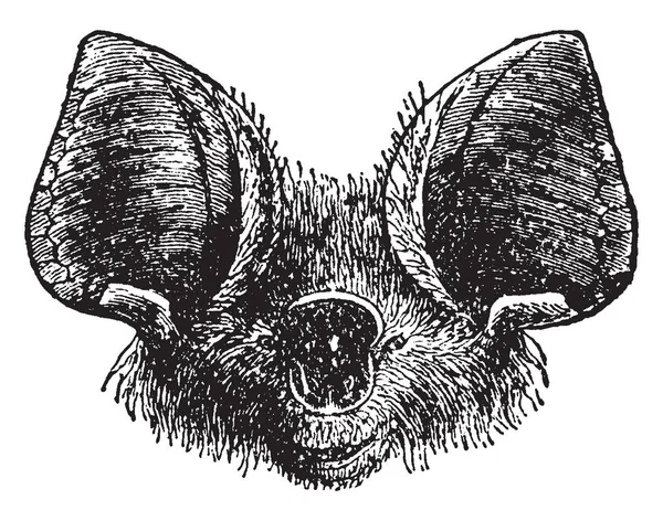 この図は Phyllorhina Calcarata ビンテージの線描画や彫刻イラスト — ストックベクタ