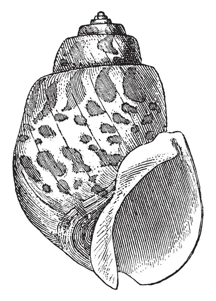 Gerçek whelks, vintage çizgi çizme veya oyma illüstrasyon Buccinidae ailesinin gastropod yumuşakça Fildişi kabuktur.