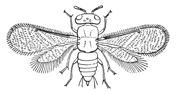 Aphelinus은 Parasitoid 빈티지 — 스톡 벡터