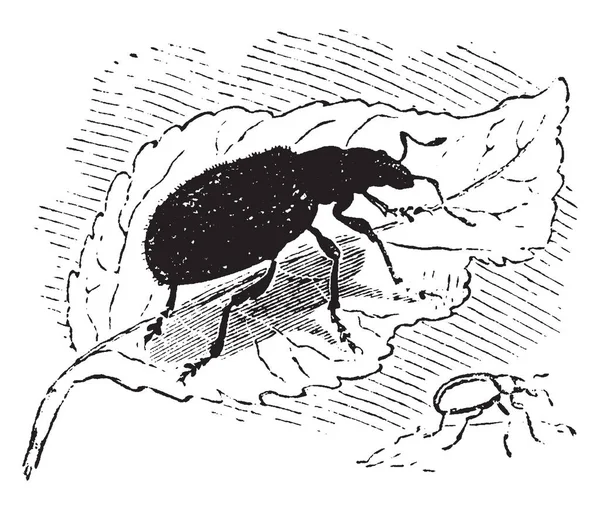 Phyllobius Oblongus Rodzaj Małych Chrząszcze Vintage Rysowania Linii Lub Grawerowanie — Wektor stockowy