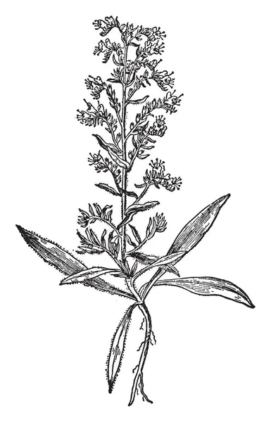 Viper Bugloss Species Flowering Plant Borage Family Boraginaceae Vintage Line — стоковый вектор