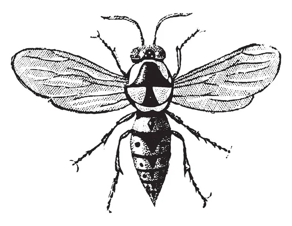 Wasp Cartonboard Vintage Ryté Ilustrace Přírodní Historie Zvířat 1880 — Stockový vektor