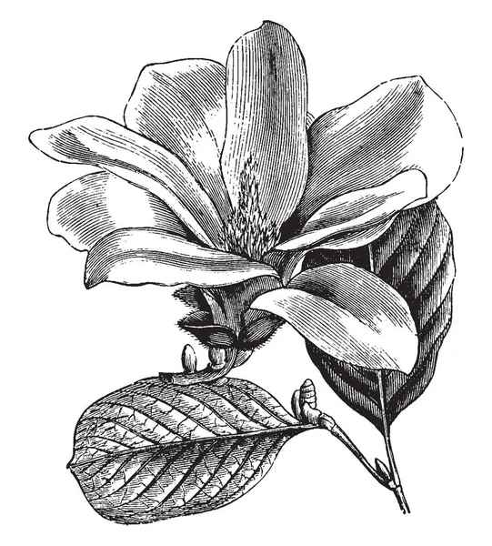 Denna Blomma Och Blad Magnolia Conspicua Dess Blommor Vita Och — Stock vektor