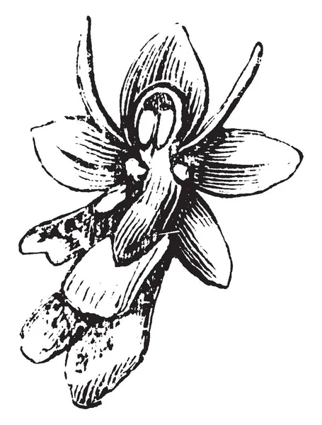 兰花飞是兰花的一种 花是红棕色的 天鹅绒般的嘴唇和顶部有两个小的红色棕色花瓣 复古线图画或雕刻插图 — 图库矢量图片