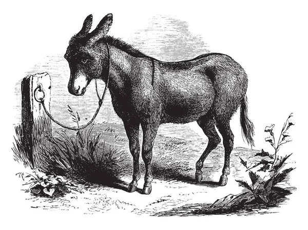 Domestic Donkey Utilizado Como Animal Trabajo Durante Menos 5000 Años — Archivo Imágenes Vectoriales