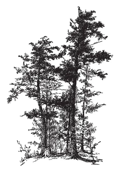 Large Tall Thick Hemlock Spruce Trees Vintage Line Drawing Engraving — Stock Vector