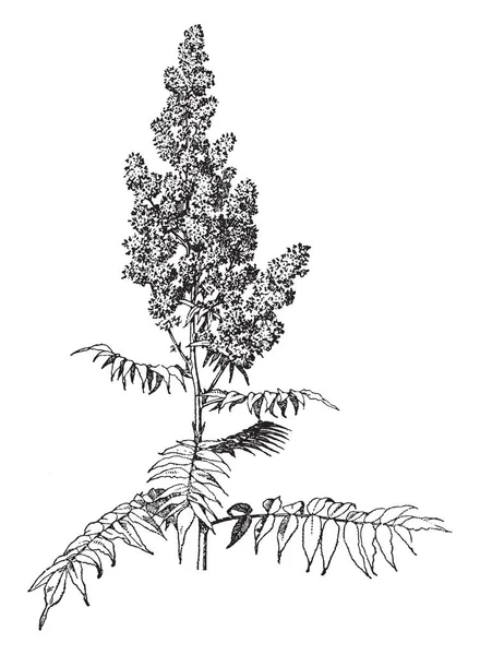 그림은 Sorbaria Sorbifolia 공장을 보여줍니다 그것은 Rosaceae 가족에 속한다 그것은 — 스톡 벡터