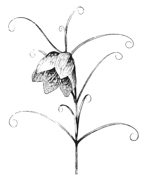 Fritillaria Verticillata Asijská Rostlina Rodu Liliovitých Obvykle Jednou Kytkou Vrcholu — Stockový vektor