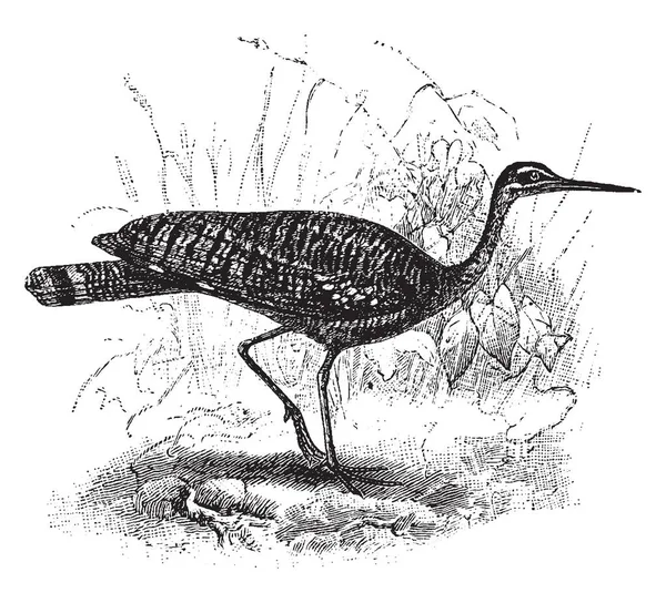 沼でジャノメドリはアメリカ ヴィンテージの線描画や彫刻イラストの熱帯地域に原産の鳥 — ストックベクタ