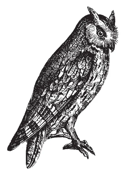 Búho Orejudo Scops Diminutivo Tamaño Superior Candidiasis Dibujo Línea Vintage — Archivo Imágenes Vectoriales