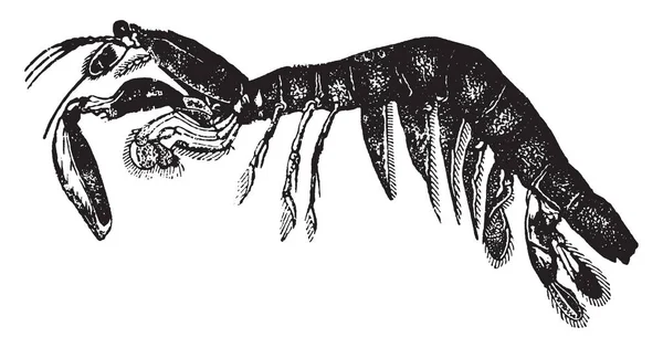 Squilla Sık Sık Deniz Mantis Vintage Çizgi Çizme Veya Oyma — Stok Vektör