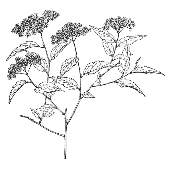 Floral Branch Spiraea Longigemmis Flowers Have Five Sepals Five White — Stock Vector