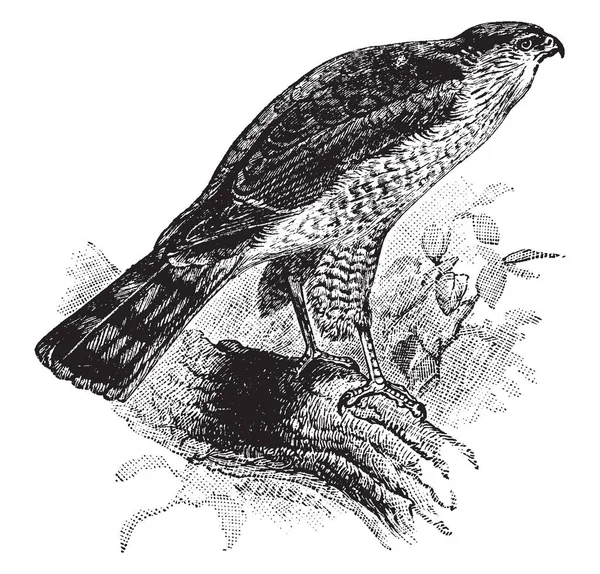 Sharp Shinned Hawk Pequeño Halcón Familia Accipitridae Aves Rapaces Dibujo — Vector de stock