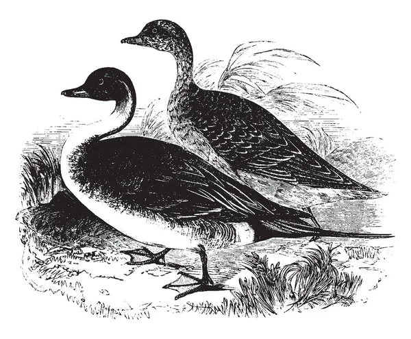 Pintail Duck Mede Vinte Seis Vinte Oito Polegadas Comprimento Desenho —  Vetores de Stock