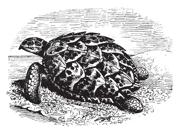 Karettsköldpaddan Ett Kritiskt Utrotningshotade Havssköldpaddan Tillhör Familjen Havssköldpaddor Vintage Linje — Stock vektor