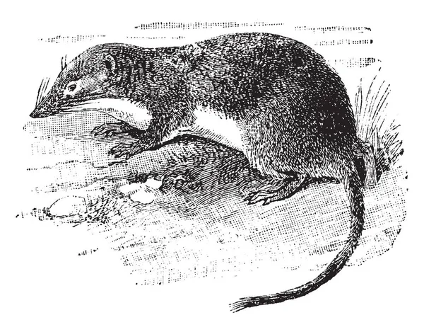 美国水泼妇是一个小哺乳动物在 Soricidae 家族的鼩 复古线条画或雕刻插图 — 图库矢量图片