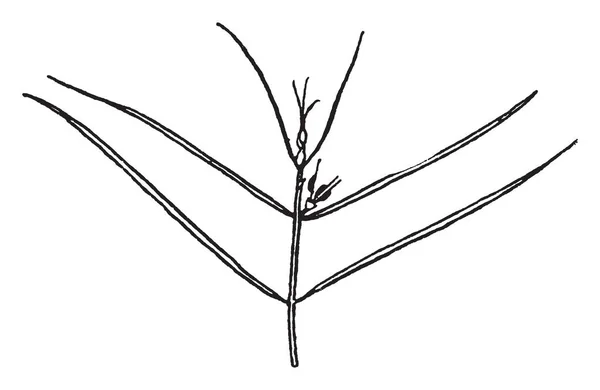 在这张图片中 一个名为 Zannichellia 的植物的叶子被显示与狭窄的基地 老式线条画或雕刻插图 — 图库矢量图片