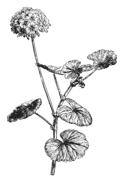 Pelargonium Inquinans Měkký Woody Keř Výškou Listy Jsou Orbicular Vroubkované — Stockový vektor