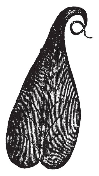 Extrémité Avant Des Feuilles Est Arrondie Feuille Divisé Deux Parties — Image vectorielle