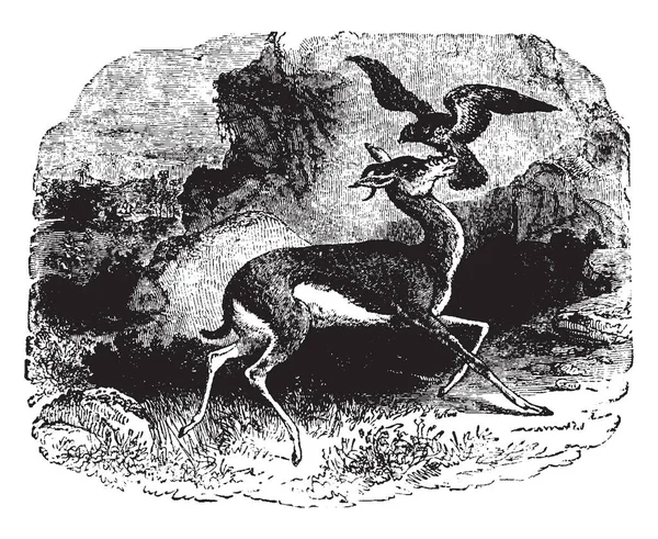 这个插图代表猎鹰攻击羚羊 复古线条画或雕刻插图 — 图库矢量图片