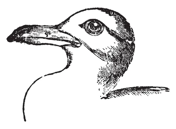 Killiwake Gull Inhabiting All Parts World Vintage Line Drawing Engraving — Stock Vector