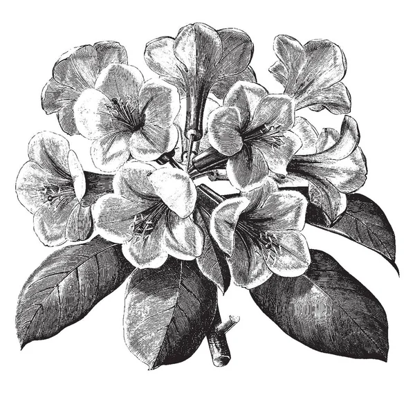 Σκούρα Πράσινα Λογχοειδή Φύλλα Θάμνος Οκτώ Έως Εννέα Λουλούδια Γύρω — Διανυσματικό Αρχείο